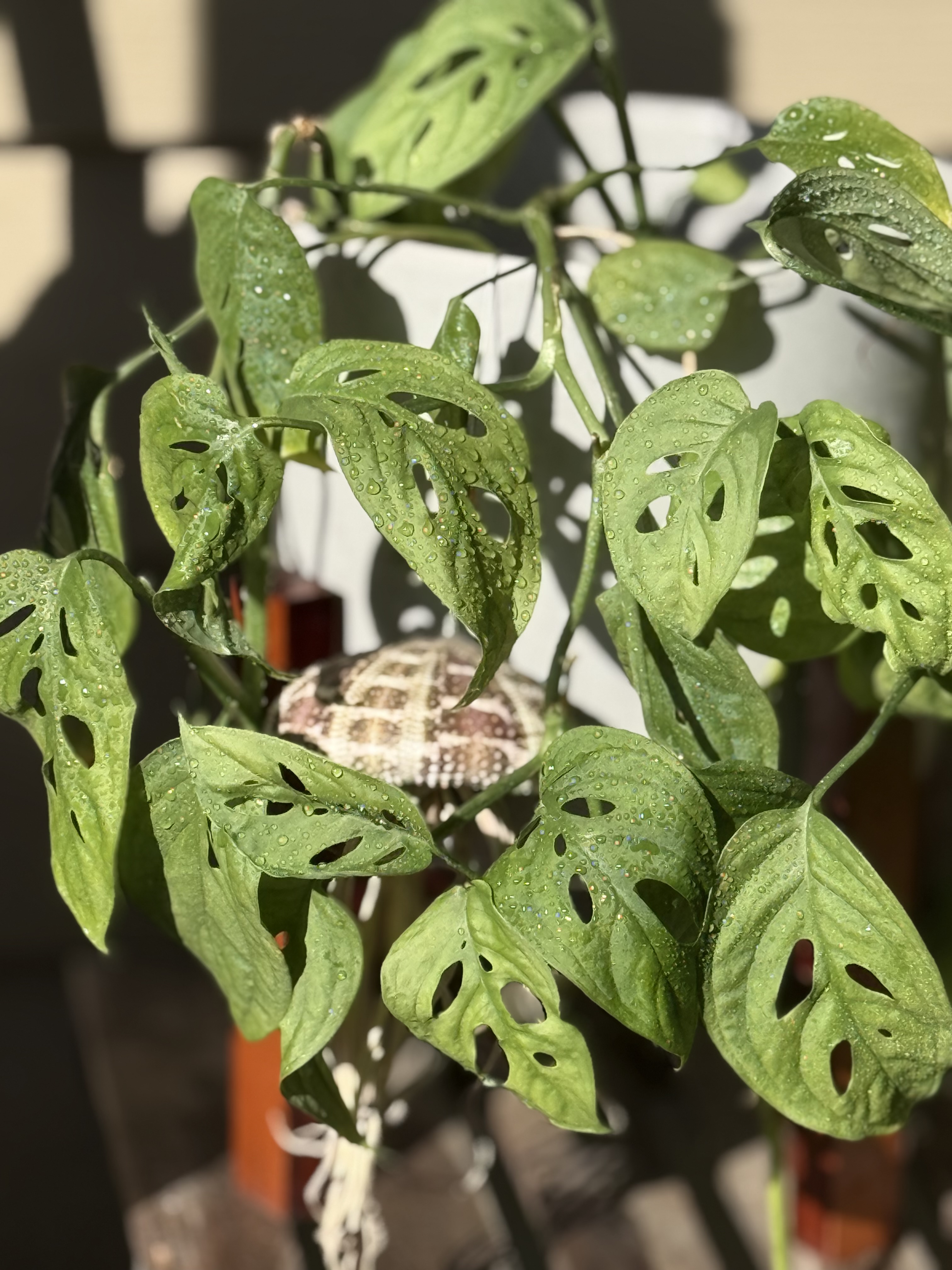 Portfolio test mobile upload 